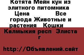 Котята Мейн-кун из элитного питомника › Цена ­ 20 000 - Все города Животные и растения » Кошки   . Калмыкия респ.,Элиста г.